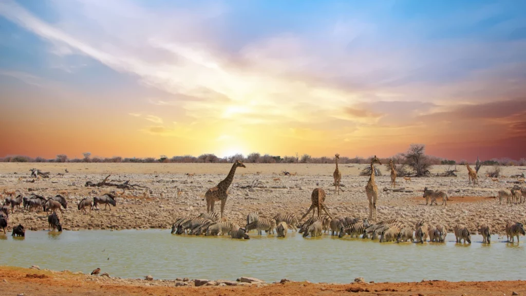 A vibrant scene at the Okaukuejo waterhole in Etosha National Park, where diverse wildlife including elephants, zebras, and springboks gather for a refreshing drink amidst the pristine Namibian wilderness. One of Namibia self-drive safari destinations