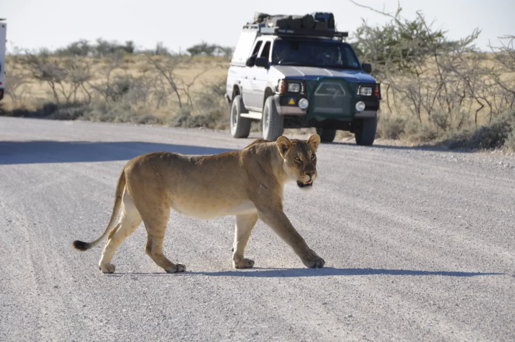 Eine Löwin überquert die Schotterstraße im Etosha Nationalpark vor einem Geländewagen.